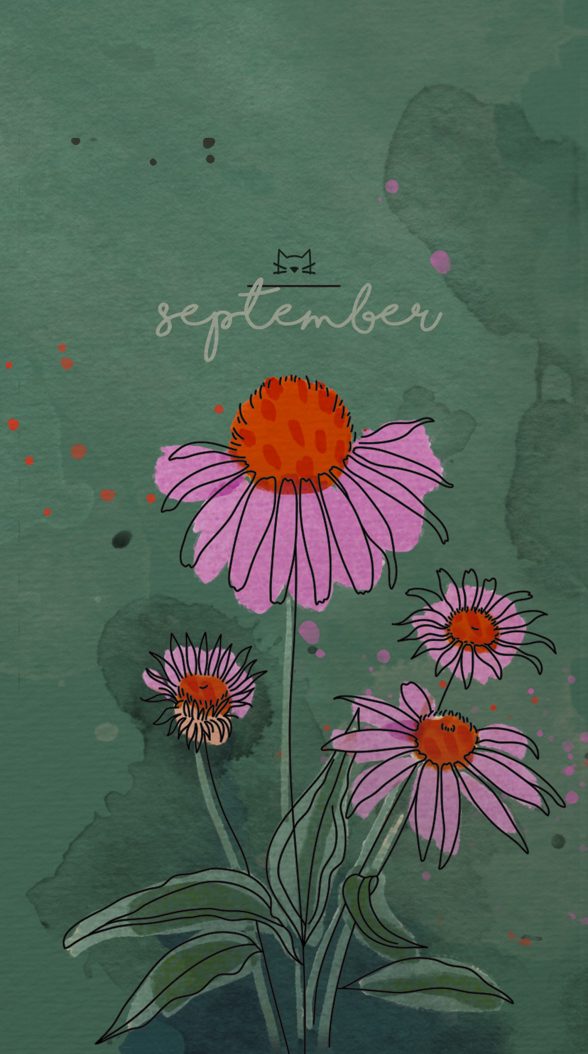Wallpaper Septembermotiv mit Echinacea